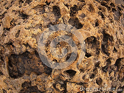 Coast of coquina stone close up Stock Photo