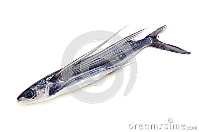 Coast flying fish Stock Photo