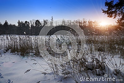 Coast of the forest lake with canes in the foreground in winter sunset Stock Photo