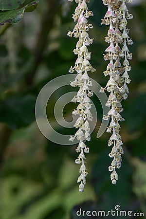 Coast silk-tassel Garrya elliptica, close-up male catkins Stock Photo