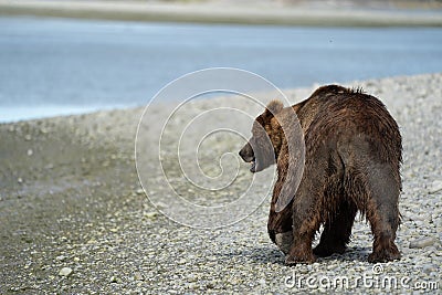 Coastal Alaska grizzly brown bear wanders along the river, looking and fishing for salmon in Katmai National Park. Close up view Stock Photo