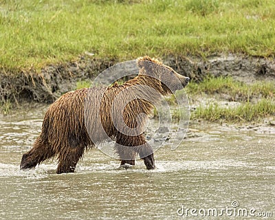 Coastal Brown Bear Cub Running in a Stream Stock Photo