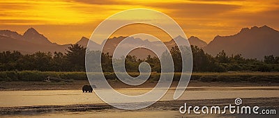 Coastal Brown Bear Stock Photo