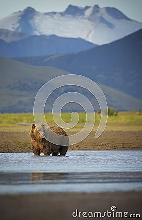 Coastal Brown Bear Stock Photo