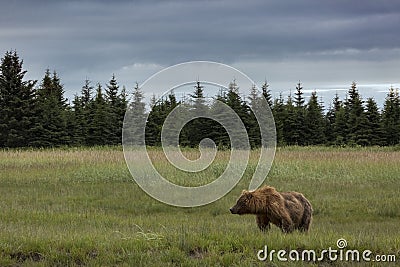 Coastal Brown Bear Standing in the Alaskan Landscape Stock Photo