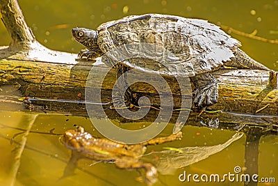 Coastal and frog Stock Photo