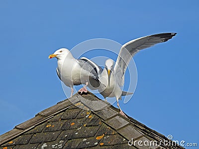 Coastal gulls jostling for position Stock Photo