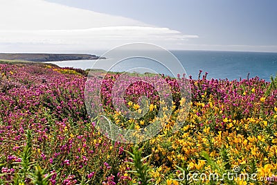 Coastal heathland in summer Stock Photo