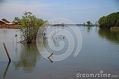 Coastal mangrove forests and near residents` villages Stock Photo