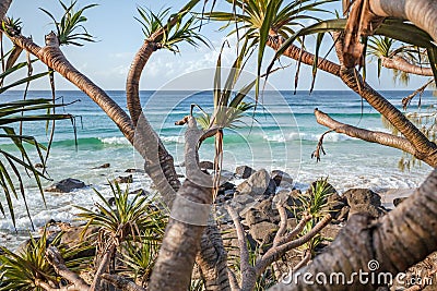 Coastal Screw Pine Pandanus Pedunculatus Coolangatta Queensland Australia Stock Photo