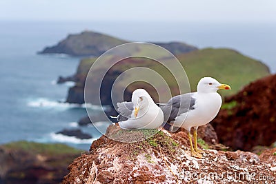 Seagulls on Ponta de Sao Lourenco peninsula, Madeira island, Portugal Stock Photo