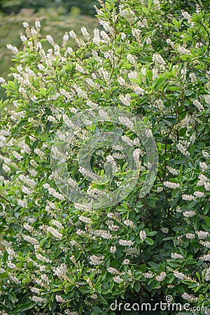 Coastal sweetpepperbush Clethra alnifolia, flowering shrub Stock Photo