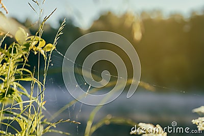 Coastal wild grass with cobwebs, quiet early morning on lake, dawn, first rays of sun. Concept of seasons, environment Stock Photo