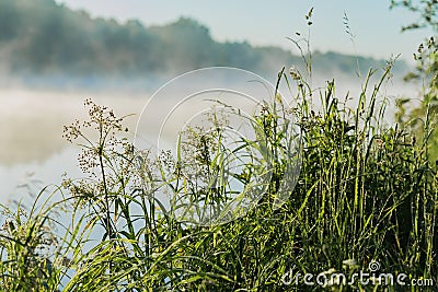 Coastal wild grass, quiet early morning on the lake, dawn. Sunbeams through fog. Concept of seasons, environment Stock Photo