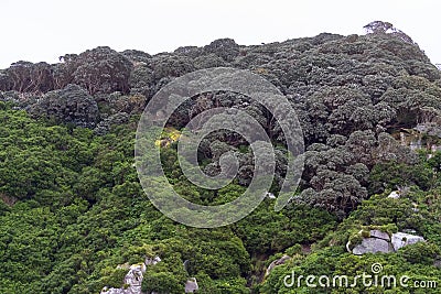 Coastal woodland The Snares, Subantarctic New Zealand Stock Photo