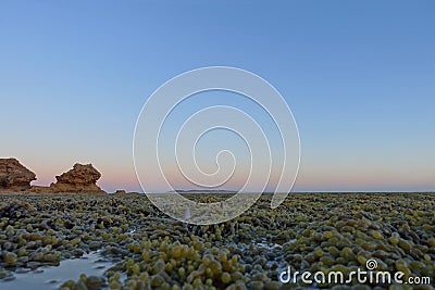 Algae during low tide at Point Lonsdale, Australia Stock Photo