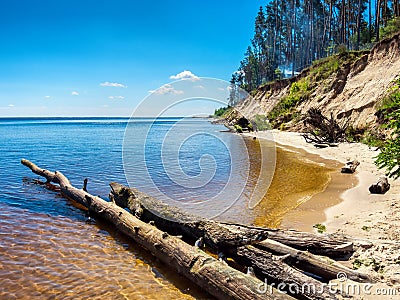 Coastline with floating wood and sand cliff with pines Stock Photo