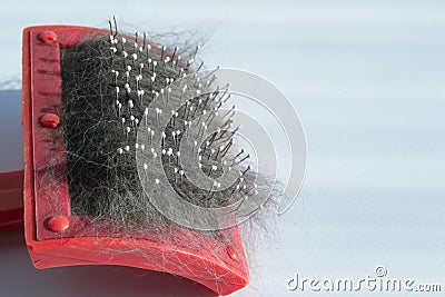 The coat of a cat or dog on the brush during molting. Light background. Pet care concept. space for text Stock Photo