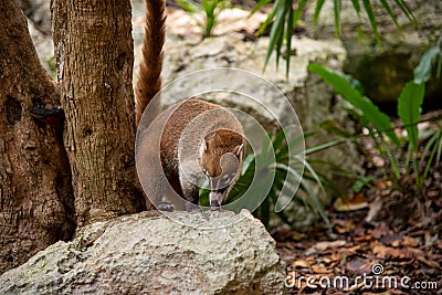 Coati in the Mexican Rainforest Jungle standing on a rock - Tulum, Mexico Stock Photo