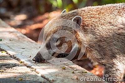 The coati mundi animal Stock Photo