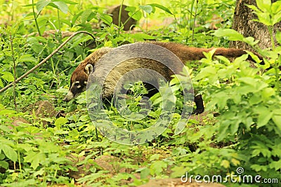 Coatimundi Stock Photo