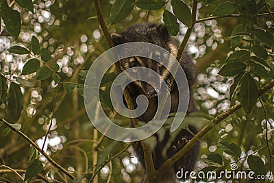 CoatÃ­ (nasua nasua) in the jungle rain forest looking at the camera. Nasua, misha, pizote, cusumbo. Stock Photo