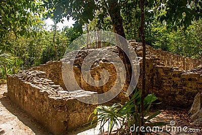 Coba, Mexico. Ancient mayan city in Mexico. Coba is an archaeological area and a famous landmark of Yucatan Peninsula. Forest arou Stock Photo