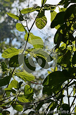 Cobaea with green leaves. Balcony greening by climbing plants Stock Photo