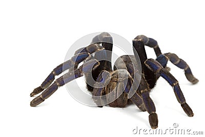 Cobalt Blue Tarantula Stock Photo