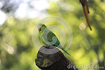 Cobalt-rumped parrotlet (Forpus xanthopterygius) in a aviary Stock Photo