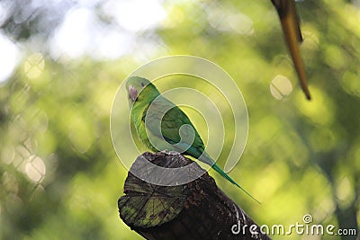 Cobalt-rumped parrotlet (Forpus xanthopterygius) in a aviary Stock Photo
