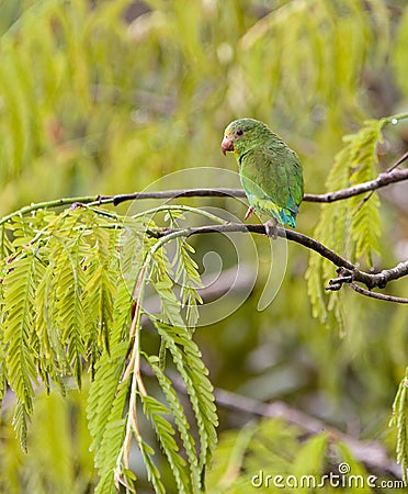 Cobalt-winged Parakeet Stock Photo