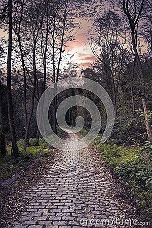 Cobblestone pathway through a deep forest environment at sunset. Empty copy space Stock Photo