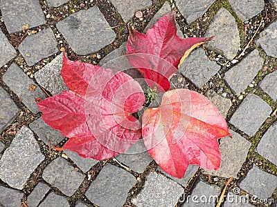 Cobblestone paving footpath with autumn dry colorful leaves, granite cobbles Stock Photo