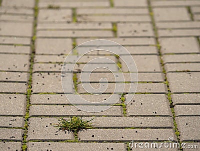 Cobblestone paving footpath with a bunch of grass, concrete cobbles. Texture of old stone path Stock Photo