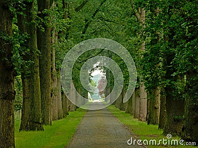 Cobblestone road with misty lanes of trees in a green spring forest in Kalmthout Stock Photo