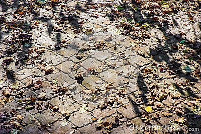 Cobblestones covered by leaves Stock Photo