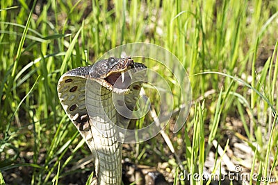 Cobra in the grass Stock Photo