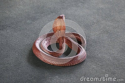 Cobra lies on a carpet curled into a ball Stock Photo