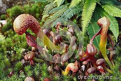 Cobra lily pitcher plants Stock Photo