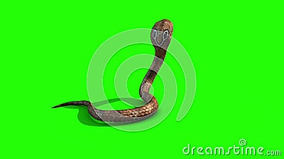 Cobra Snake Attacks Green Screen Back 3D Rendering Animation Stock Video - Video of cobra, nature: 172731151 Cobra Snake Attacks Green Screen Back 3D Rendering Animation Stock Video - Video of cobra, nature: 172731151