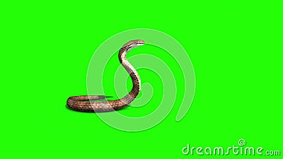 Cobra Snake Attacks Green Screen Side 3D Rendering Animation Stock Video -  Video of flamingo, dangerous: 172731143