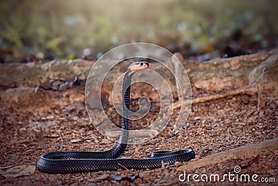 Cobra venomous snakes Stock Photo