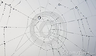 Cobweb Stock Photo