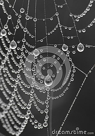 Cobweb Stock Photo