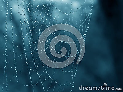 Cobweb Stock Photo