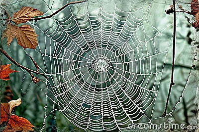 cobweb assemblage combine different cobweb images with other tex Stock Photo