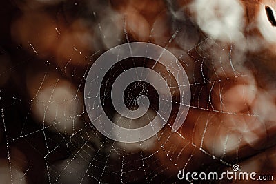 Cobweb in autumn colors Stock Photo