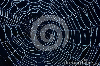 Cobweb with glistening dewdrops Stock Photo