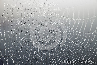 Cobweb with morning dew Stock Photo